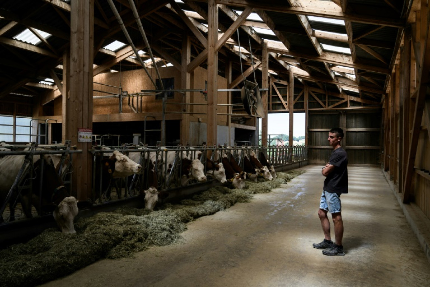 L'éleveur français Pierre-Jean Duchêne, dont les vaches viennent d'être vaccinées contre la dermatose nodulaire, dans son hangar à Entrelacs, en Savoie, le 11 juillet 2025 © JEFF PACHOUD