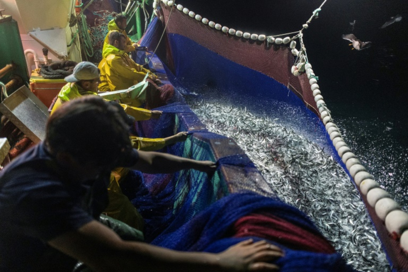 Des marins du bateau de pêche Stereden Ar Moor remontent un filet rempli de sardines, au large du Conquet, le 17 juillet 2025 dans le Finistère © Fred TANNEAU