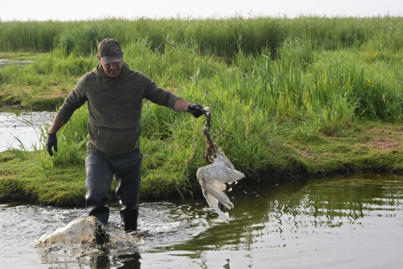 Un chasseur évacue un oiseau mort, fauché par l'épizootie de botulisme aviaire qui touche plusieurs zones humides de Loire-Atlantique, le 26 juillet 2025 près de Trignac © Damien MEYER
