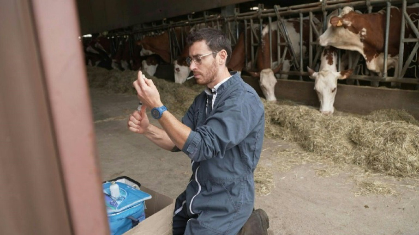 Un vétérinaire vaccine des vaches contre la dermatose dans une ferme d'Aviernoz, le 22 juillet 2025 en Savoie © JEFF PACHOUD