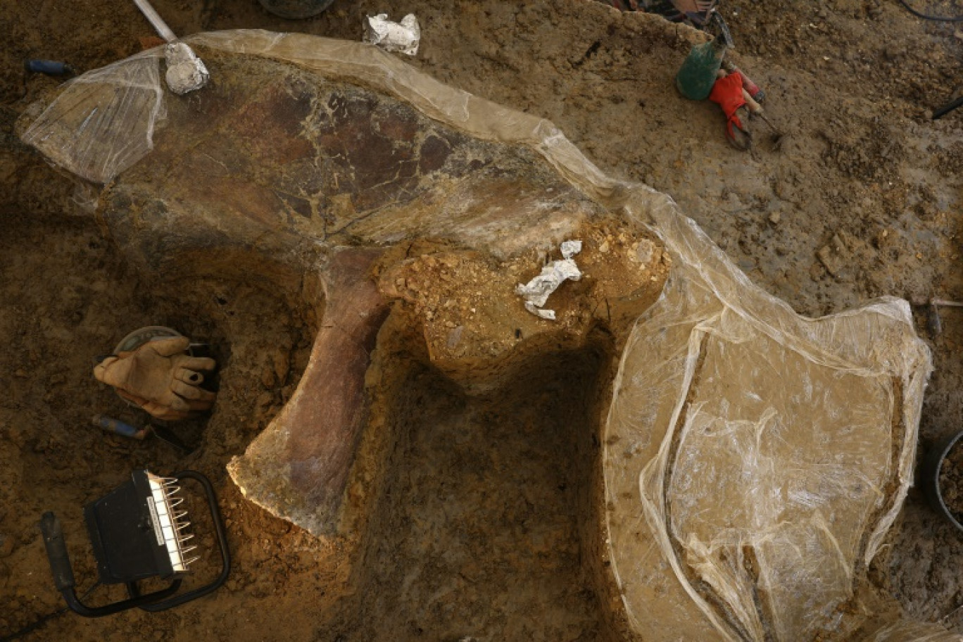 Un os fossilisé de dinosaure sur un site de fouilles à Angeac-sur-Charente, le 19 juillet 2025 en Charente © ROMAIN PERROCHEAU