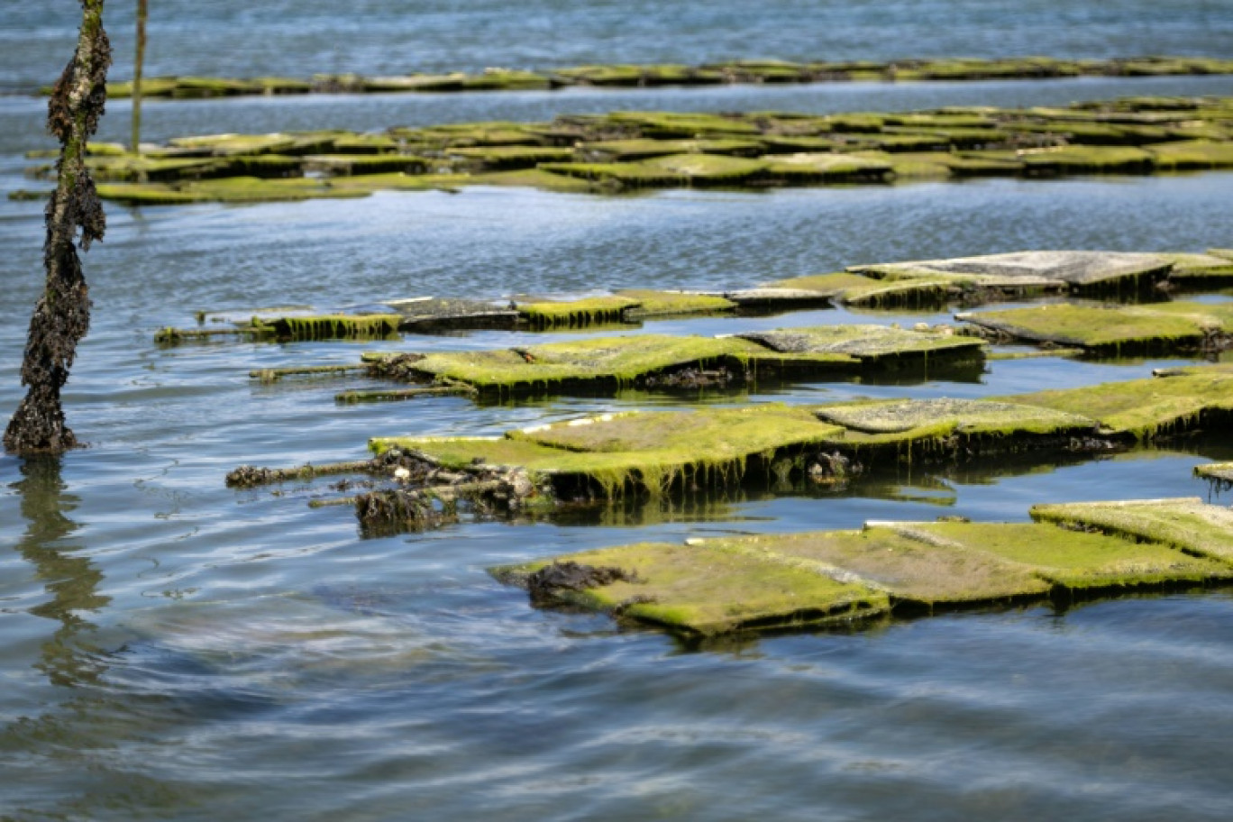 Un parc ostréicole couvert d'algues vertes le 23 juillet 2025 à Carantec, dans le Finistère © Fred TANNEAU