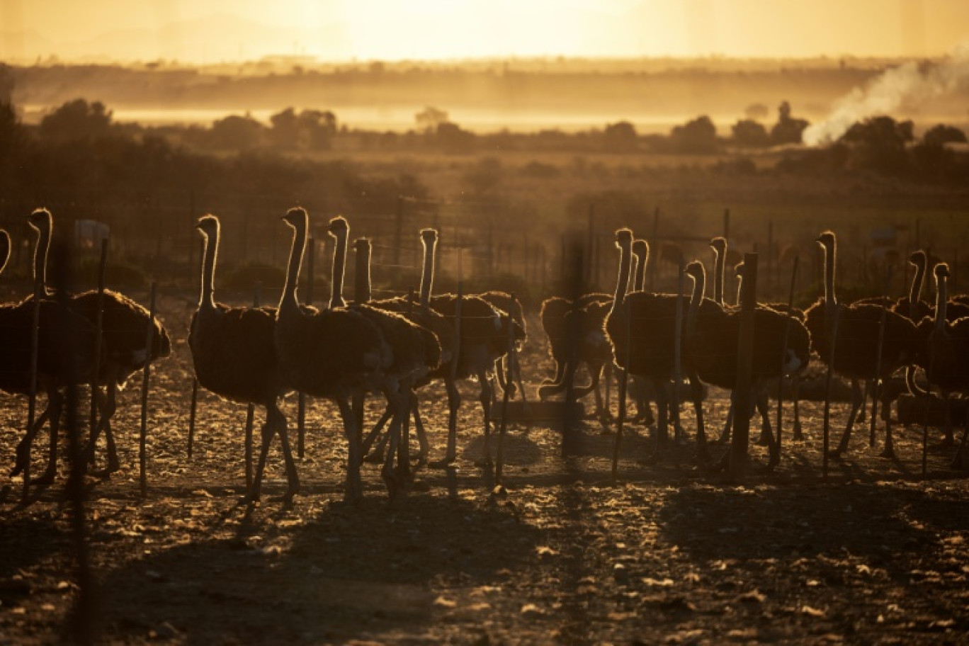 Des autruches dans un champ d'une ferme d'élevage à Oudtshoorn, le 28 juillet 2025 © GIANLUIGI GUERCIA