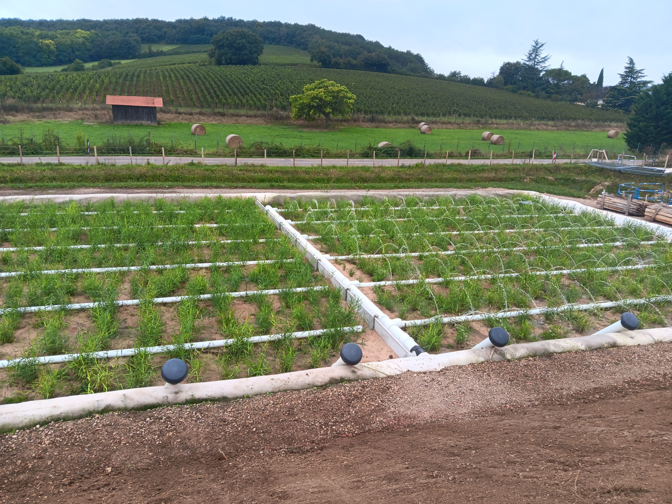 La nouvelle station d’assainissement de Chardonnay repose sur l’utilisation de roseaux. © Chardonnay