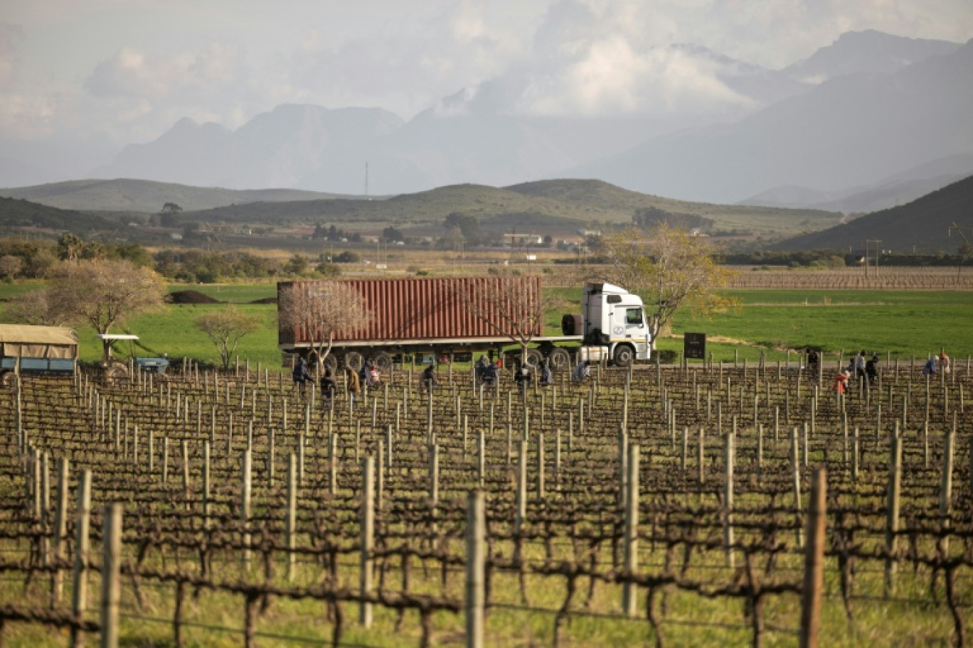 Des ouvriers agricoles taillent des vignes au domaine Graham Beck près à Robertson en Afrique du Sud le 30 juillet 2025. © GIANLUIGI GUERCIA