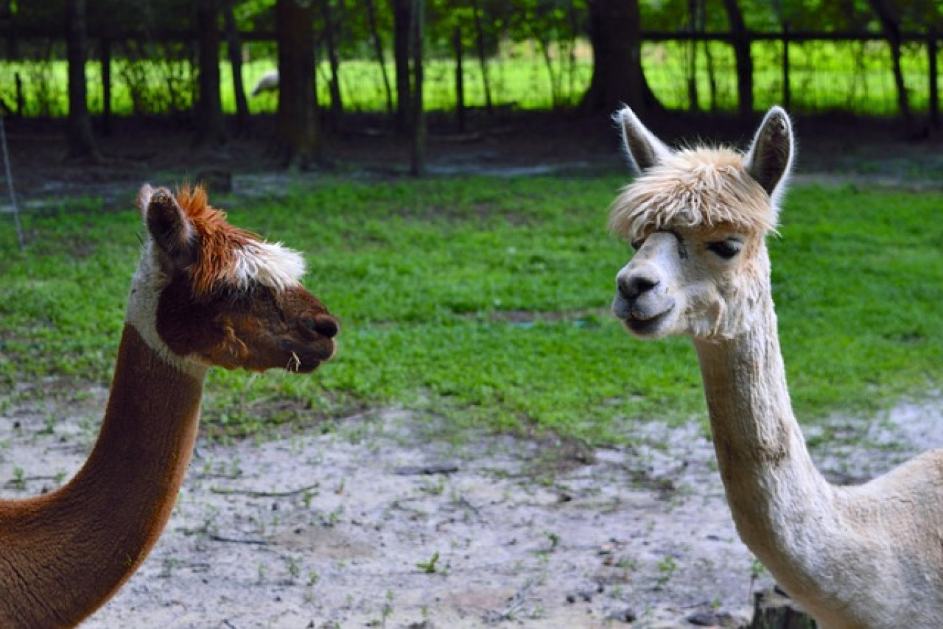 La présence d'animaux, comme présence apaisante.