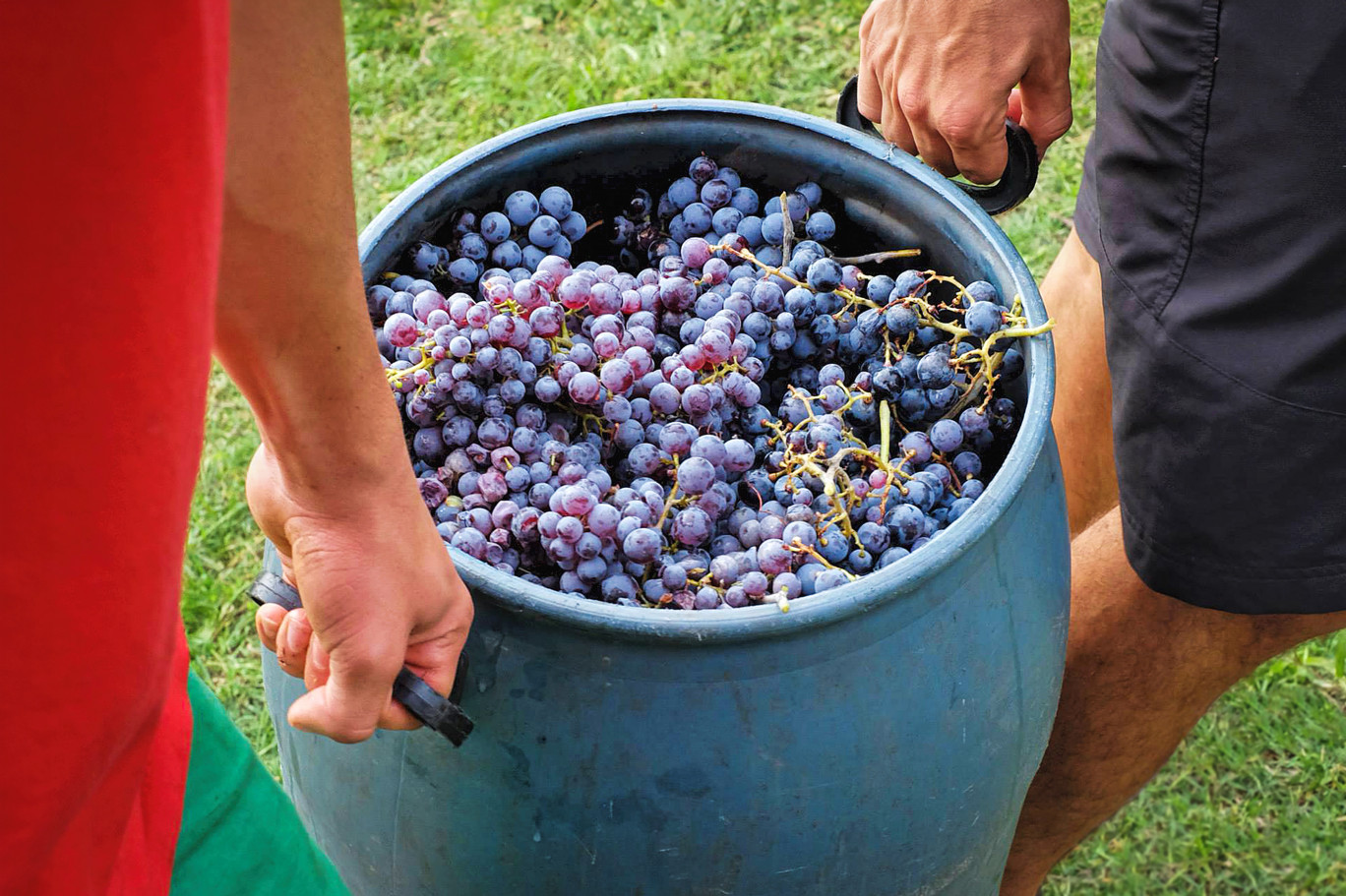 En France, plus de 40 000 candidats sont recherchés chaque année pour les vendanges. © Pixabay
