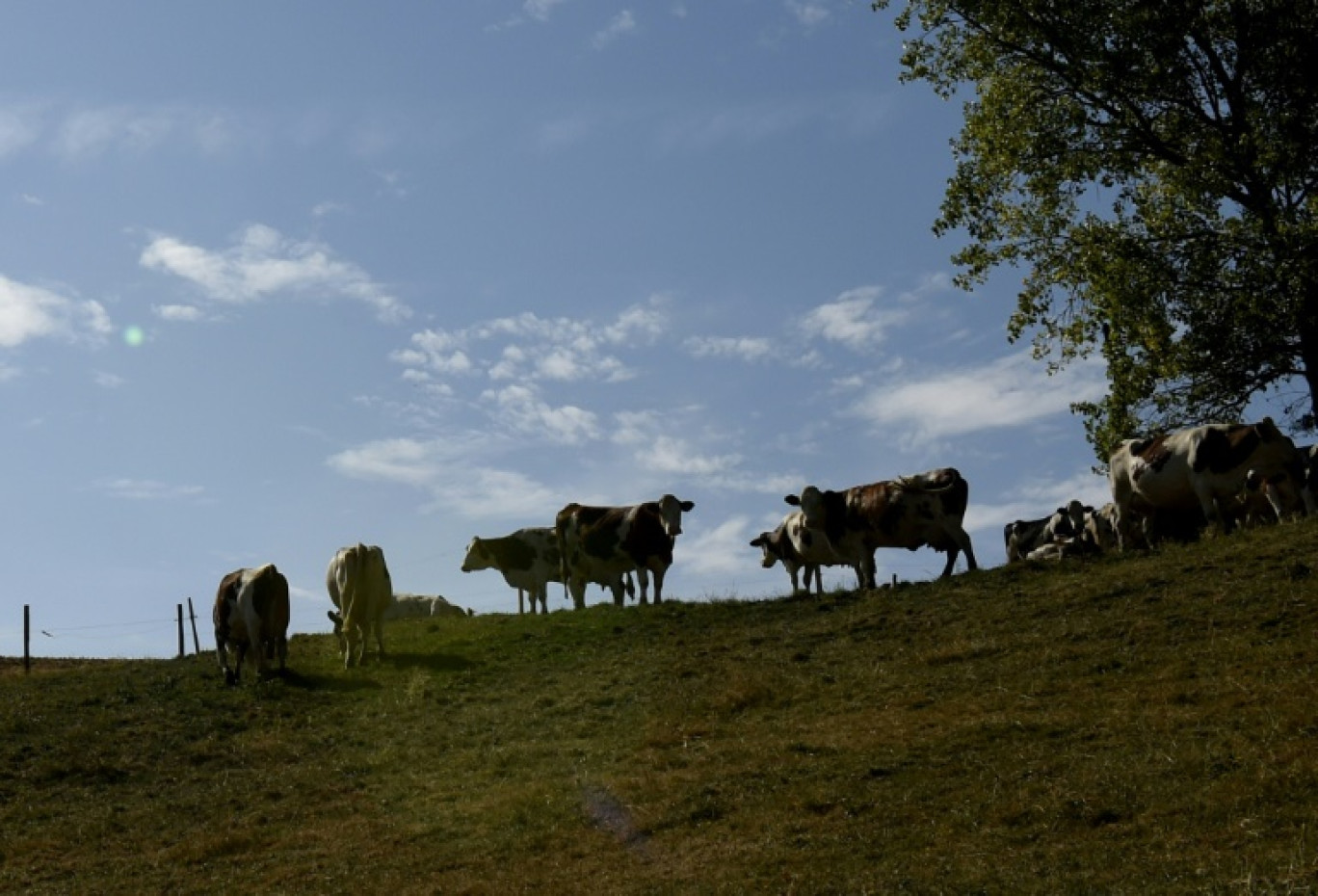 La détection d'un foyer de dermatose nodulaire contagieuse (DNC) dans un cheptel bovin du Rhône, à bonne distance de l'épicentre français de cette maladie animale, ravive les craintes d'une propagation plus large © PHILIPPE DESMAZES