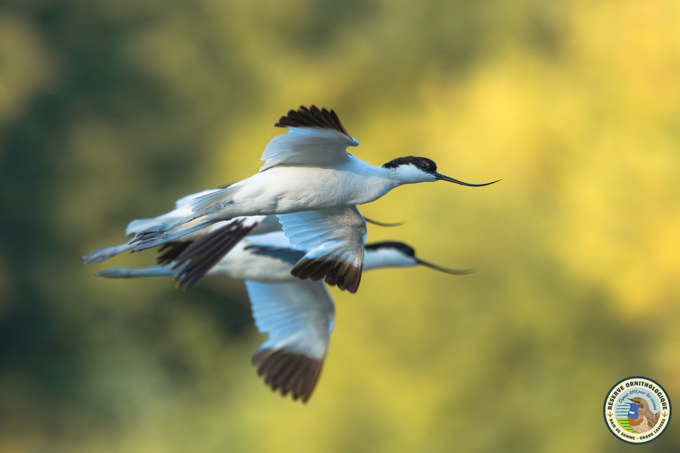 L’avocette est une des espèces emblématiques du littoral. © Réserve ornithologique de Grand-Laviers