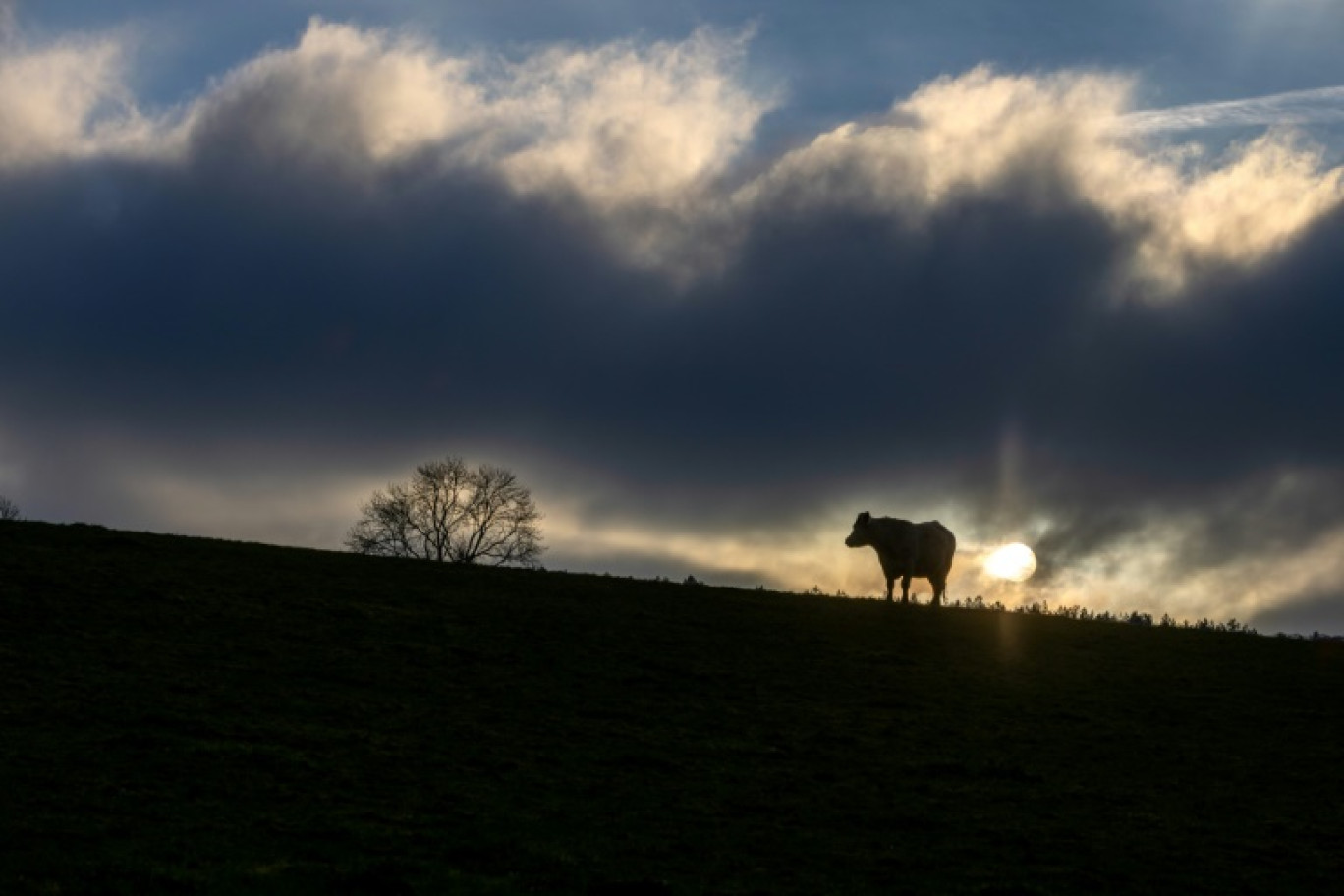 Les premières neiges ont poudré les sommets et la montagne s'est vidée de ses visiteurs estivaux mais des troupeaux entiers de vaches restent bloqués dans les alpages de Savoie, interdits de transhumance pour cause d'épizootie © JOEL SAGET