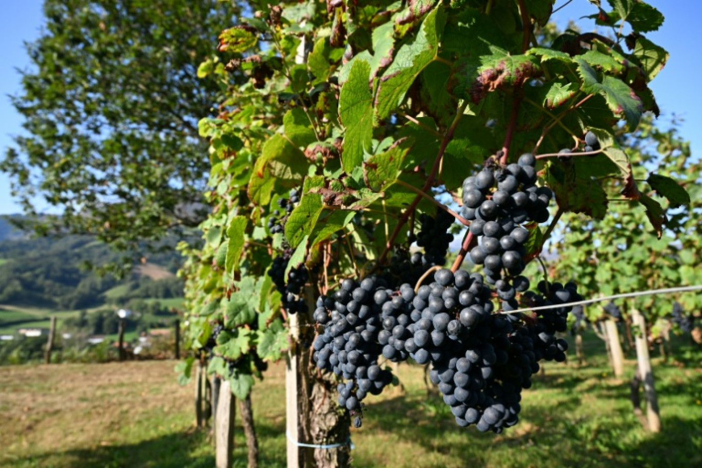 Des vignes à Saint-Etienne-de-Baïgorry, dans les Pyrénnées-Atlantiques, le 19 septembre 2025 © Gaizka IROZ