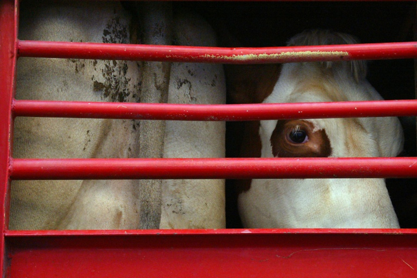 Les négociations sur une loi pour améliorer les conditions de transport des animaux en Europe sont bloquées © JOEL SAGET