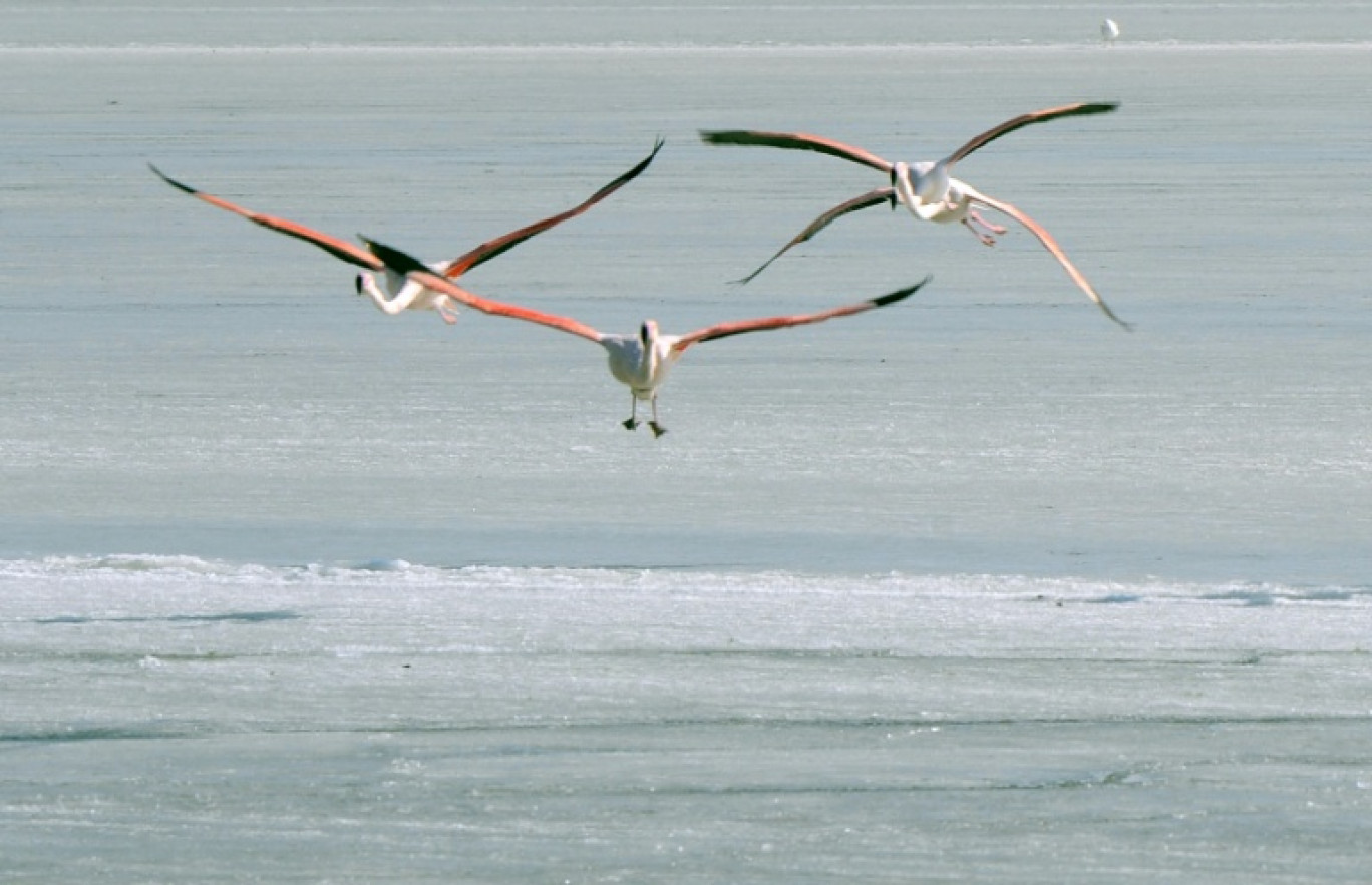 Des flamants roses à Peyriac-de-Mer (Aude), le 10 février 2012 © ERIC CABANIS