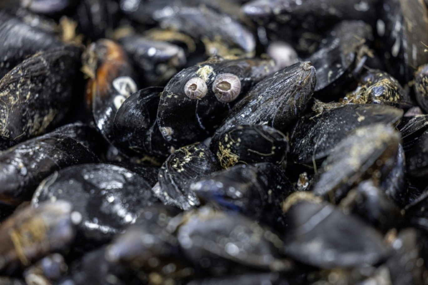 Pesticides et médicaments retrouvés sur tout le littoral français © JOEL SAGET