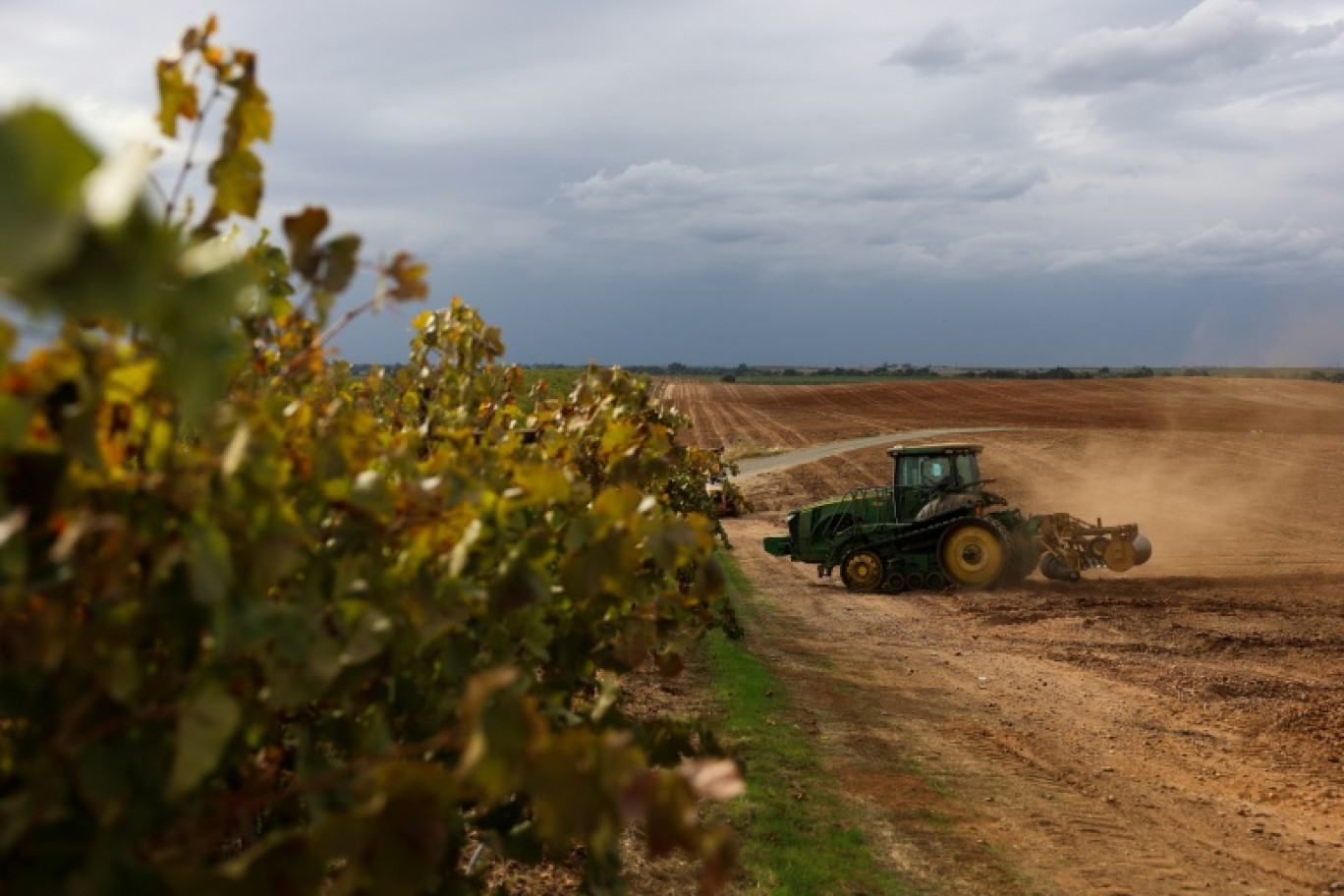 Un tracteur prépare les sols pour la culture d'amandiers à la place d'un ancien vignoble, le 13 octobre 2025 près de Lodi, en Californie © Patrick T. Fallon