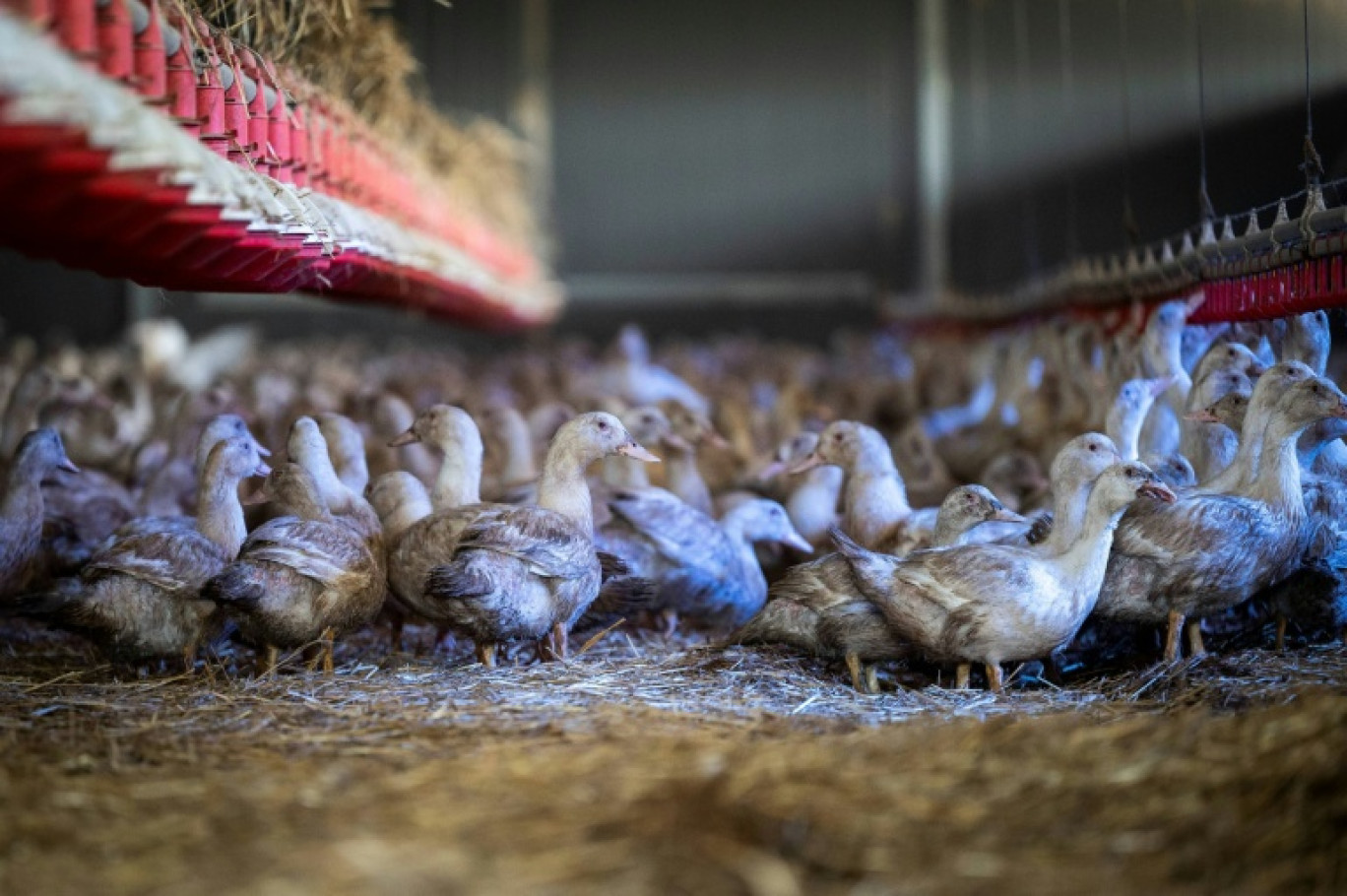 Des canes élevées pour la production de foie gras confinées dans un hangar à Sarrant (Gers) le 28 novembre 2022, pour prévenir la propagation de la grippe aviaire © Lionel BONAVENTURE