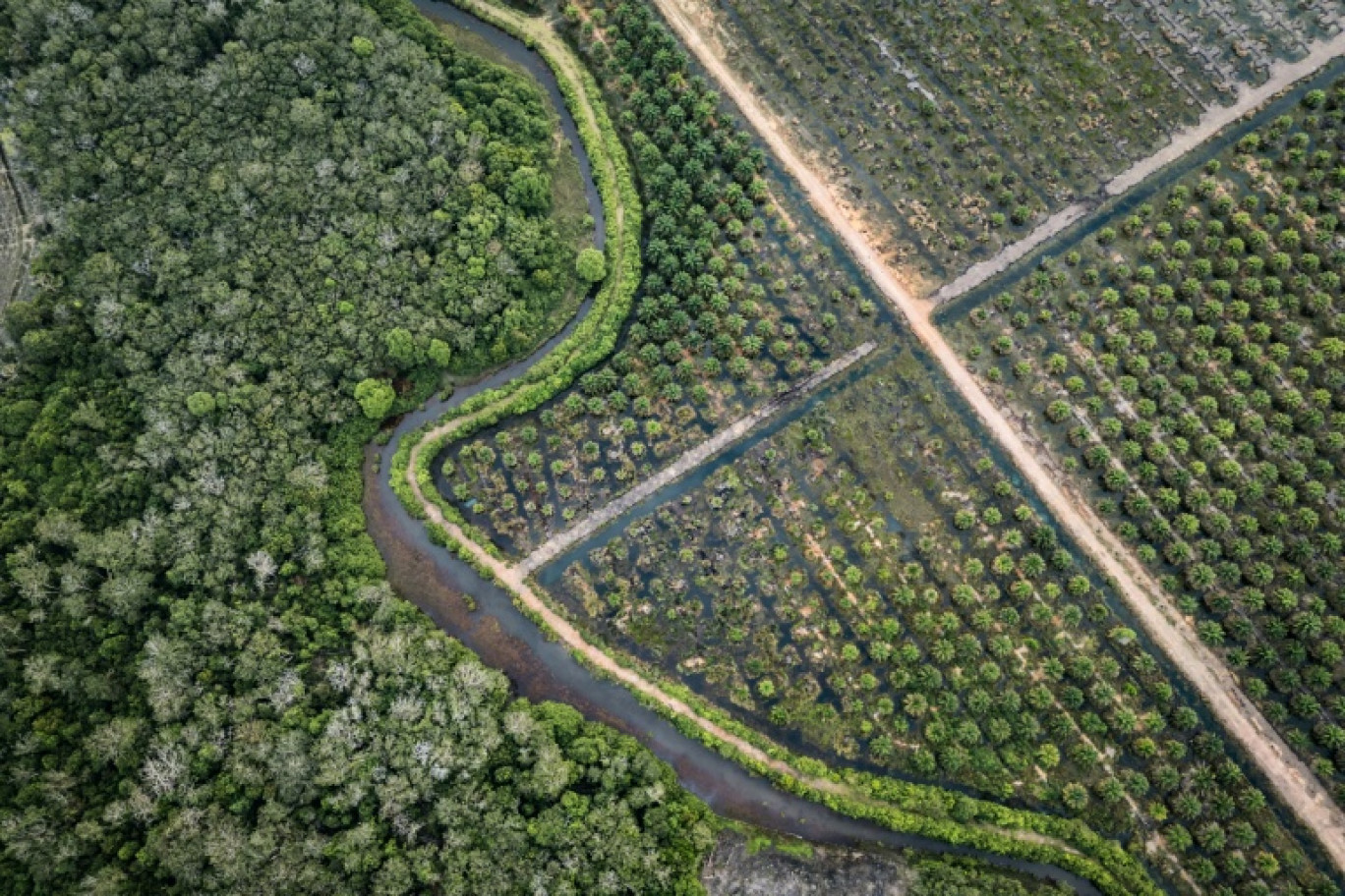 La Commission européenne a proposé mardi d'assouplir sa loi phare contre la déforestation, afin de faciliter sa mise en oeuvre qui a connu de multiples couacs © STR
