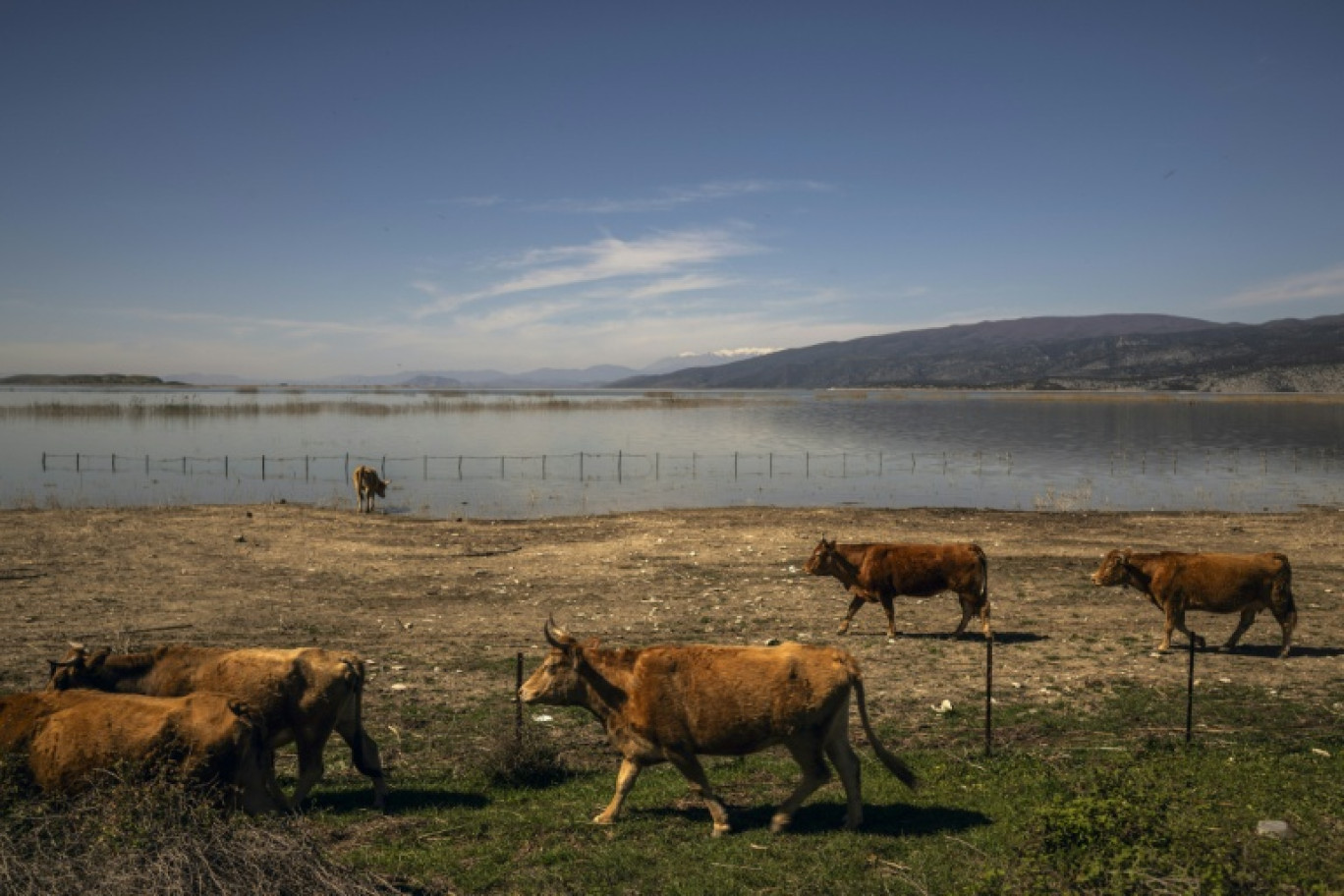 Dans un élevage de bétail, en Grèce, le 28 mars 2024 © Angelos TZORTZINIS