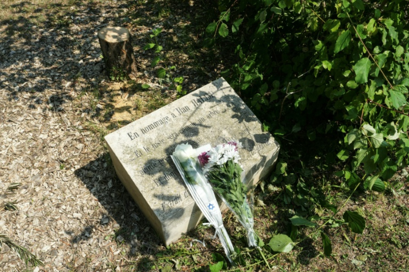 Le tronc troncçonné de l'olivier (en haut, g) planté au mémorial en hommage à Ilan Halimi à Epinay-sur-Seine le 15 août 2025, en Seine-Saint-Denis © Dimitar DILKOFF