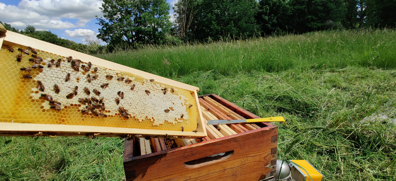 Les ruches de Beetobee, entreprise de Roncq. ©Beetobee