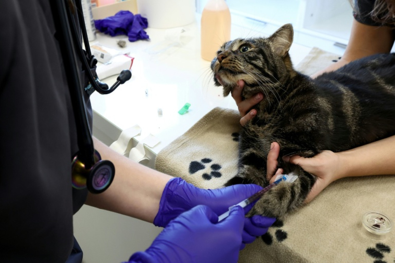 Serge, un chat tigré de 3 ans et 6,2 kilos, donne son sang dans une clinique vétérinaire à Strasbourg, le 13 août 2025 © FREDERICK FLORIN