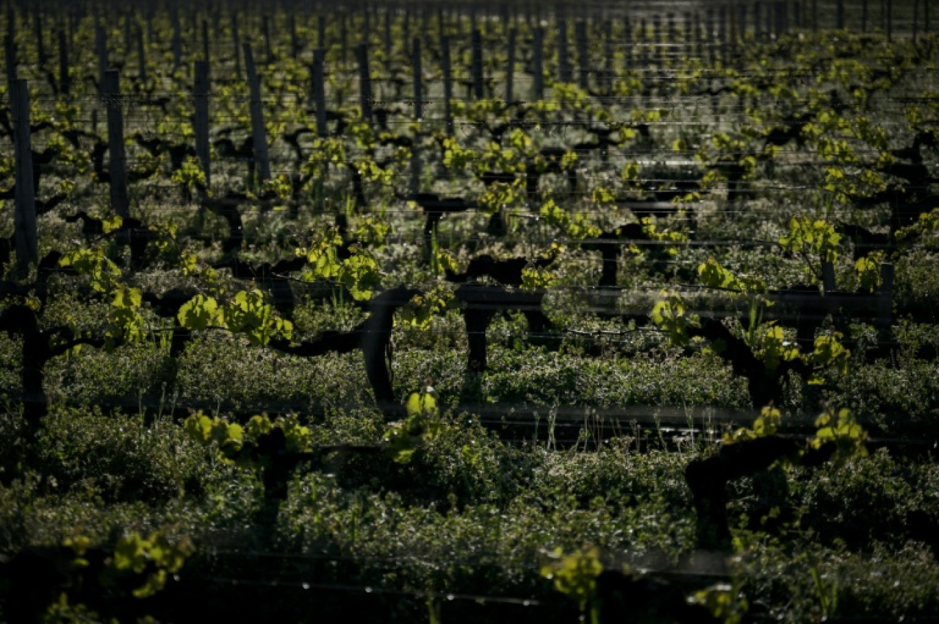 Des plants de vigne à Martillac, dans la région de Bordeaux, le 17 avril 2025 en Gironde © Philippe LOPEZ