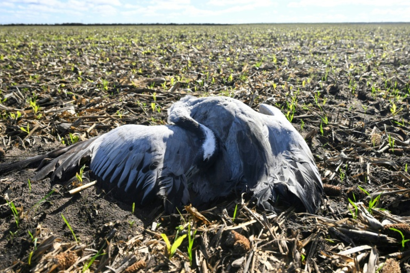 Une grue cendrée morte, infectée par la grippe aviaire, dans un champ de maïs près d'Arjuzanx, le 30 octobre 2025 dans les Landes © Gaizka IROZ
