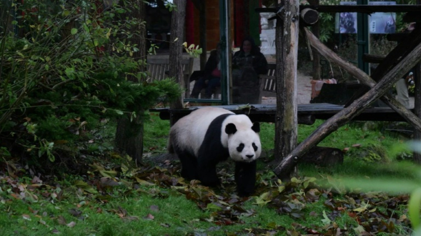 Yuan Zi, un panda mâle, dans son enclos au zoo de Beauval, à Saint-Aignan-sur-Cher, dans le Loir-et-Cher, le 23 novembre 2025 © GUILLAUME SOUVANT