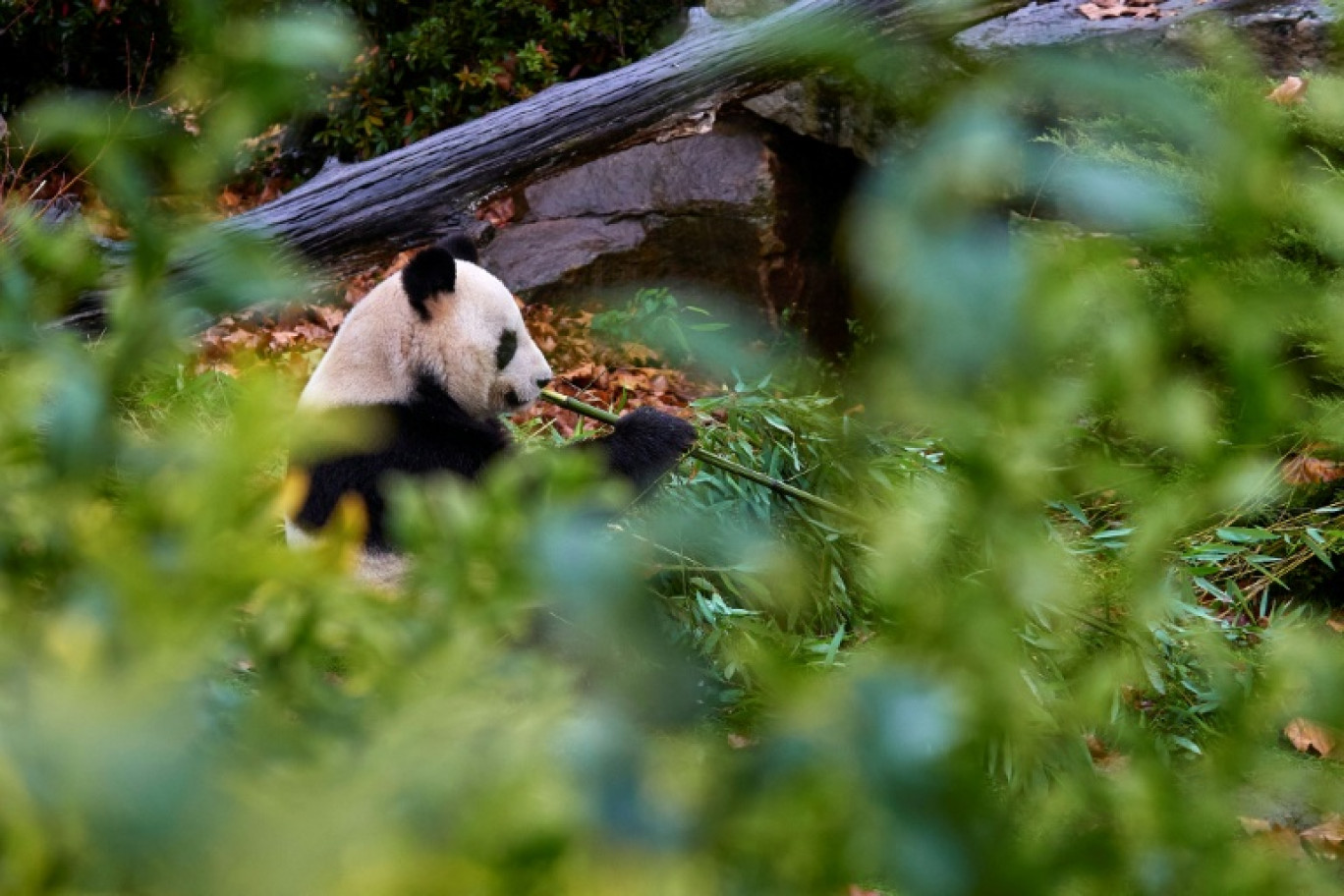 La jeune femelle panda Huandudu au zoo de Beauval, le 23 novembre 2025 à Saint-Aignan-sur-Cher, dans le Loir-et-Cher © GUILLAUME SOUVANT