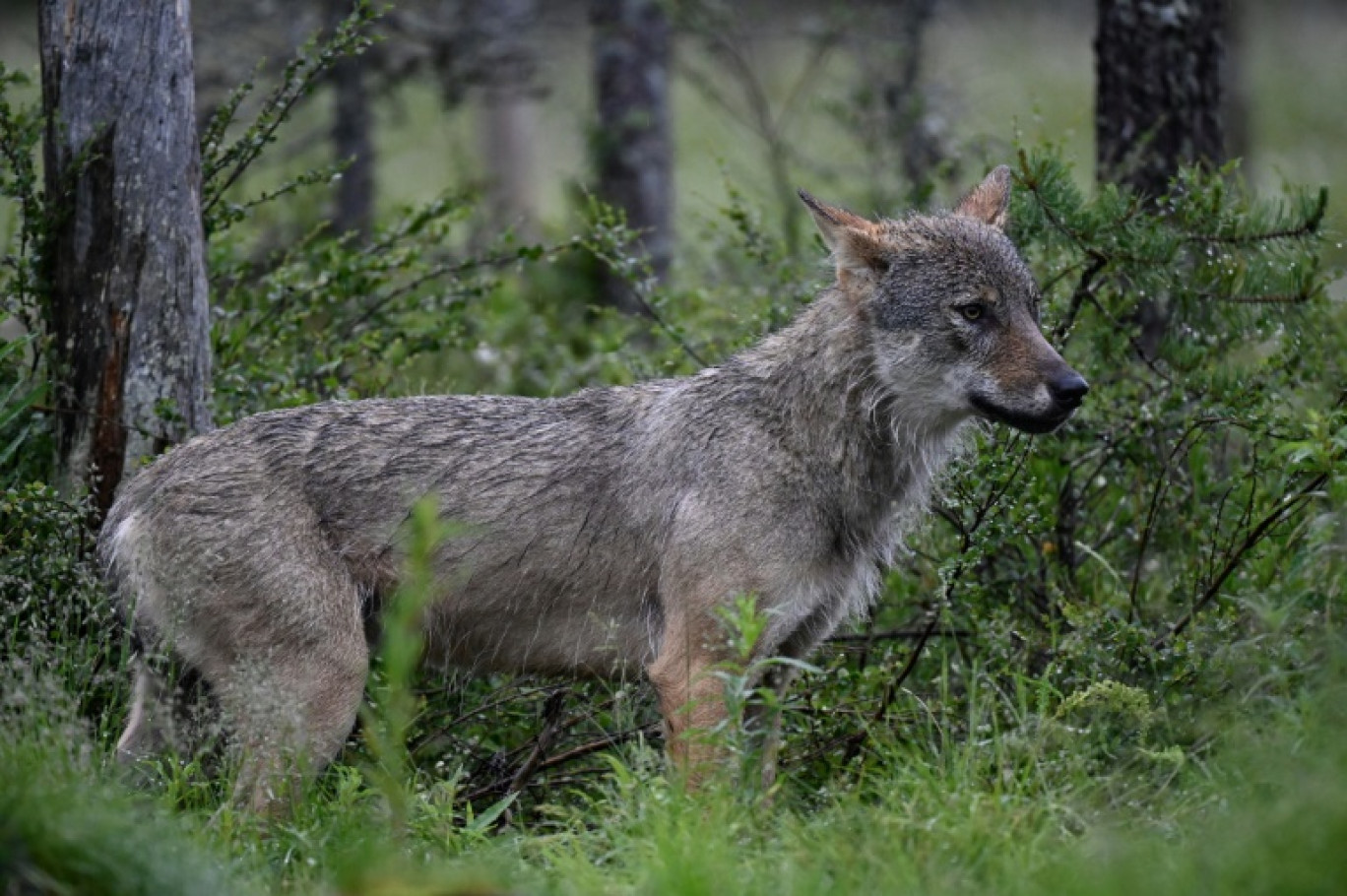 Le nombre de loups est resté relativement stable en France en 2025, avec une population estimée à 1.082, soit 69 de plus en un an © Olivier MORIN