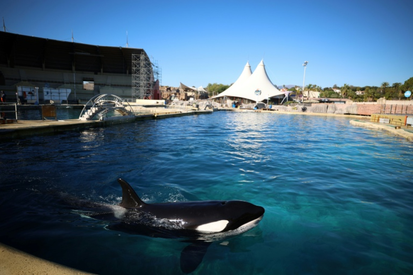 Keijo, une orque de Marineland, dans la piscine de ce parc aquatique à Antibes, le 27 novembre 2025 © Valery HACHE
