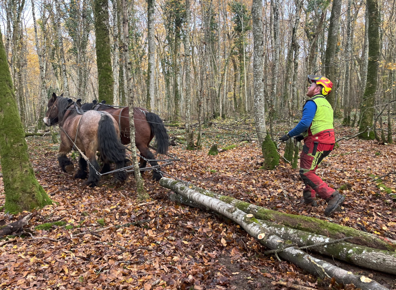 © Département de la Meuse. Le département de la Meuse a organisé un chantier de débardage au cheval au cœur du bois de la Maillette.
