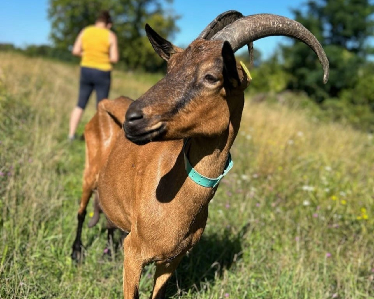 (c) chèvrerie de Bruyères