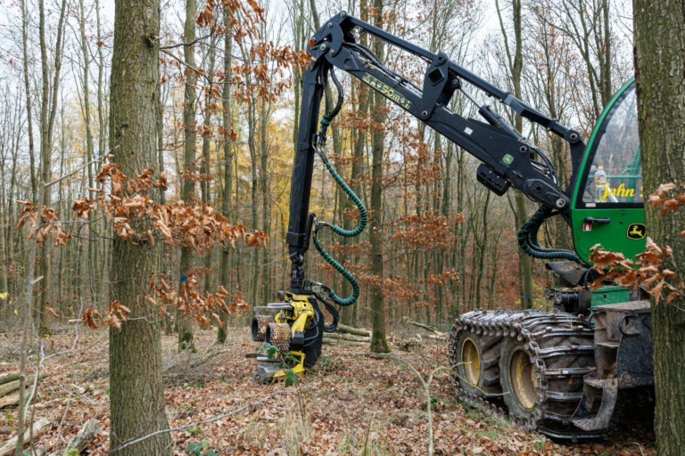 Une abatteuse forestière se dresse dans une forêt près d'Annarode, face à un tas de bois de hêtre fraîchement coupé pour alimenter la raffinerie du groupe finlandais UPM © JENS SCHLUETER