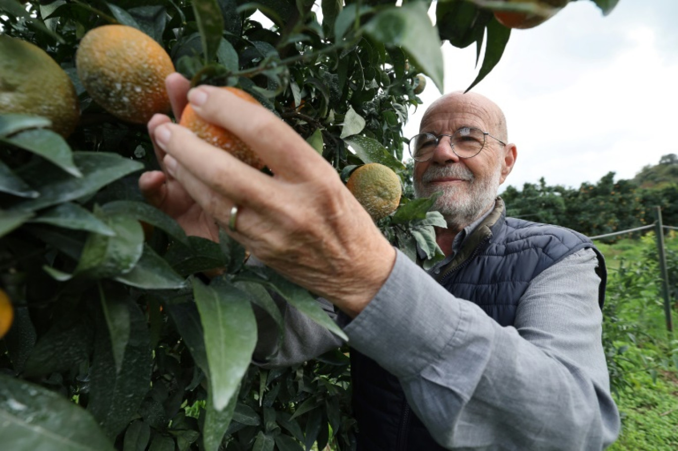 Le producteur de clémentines Jean-Paul Mancel cueille un fruit dans son verger de Santa-Lucia-di-Mercurio, en Corse, le 14 novembre 2025 © Pascal POCHARD-CASABIANCA
