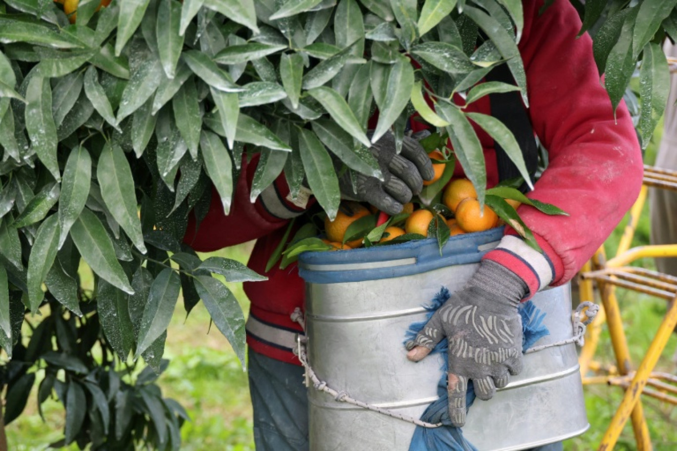 Récolte des clémentines à Santa-Lucia-di-Moriani en Corse, le 14 novembre 2025 © Pascal POCHARD-CASABIANCA