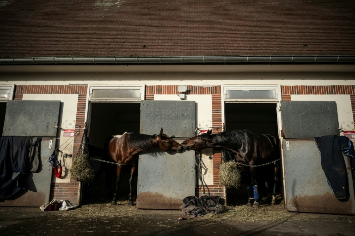 Keep going (à gauche) et un autre cheval de l'écurie de Mathieu Mottier, dans les boxes du Centre international d'entraînement de Grosbois, à Marolles-en-Brie, le 9 décembre 2025 © JULIEN DE ROSA