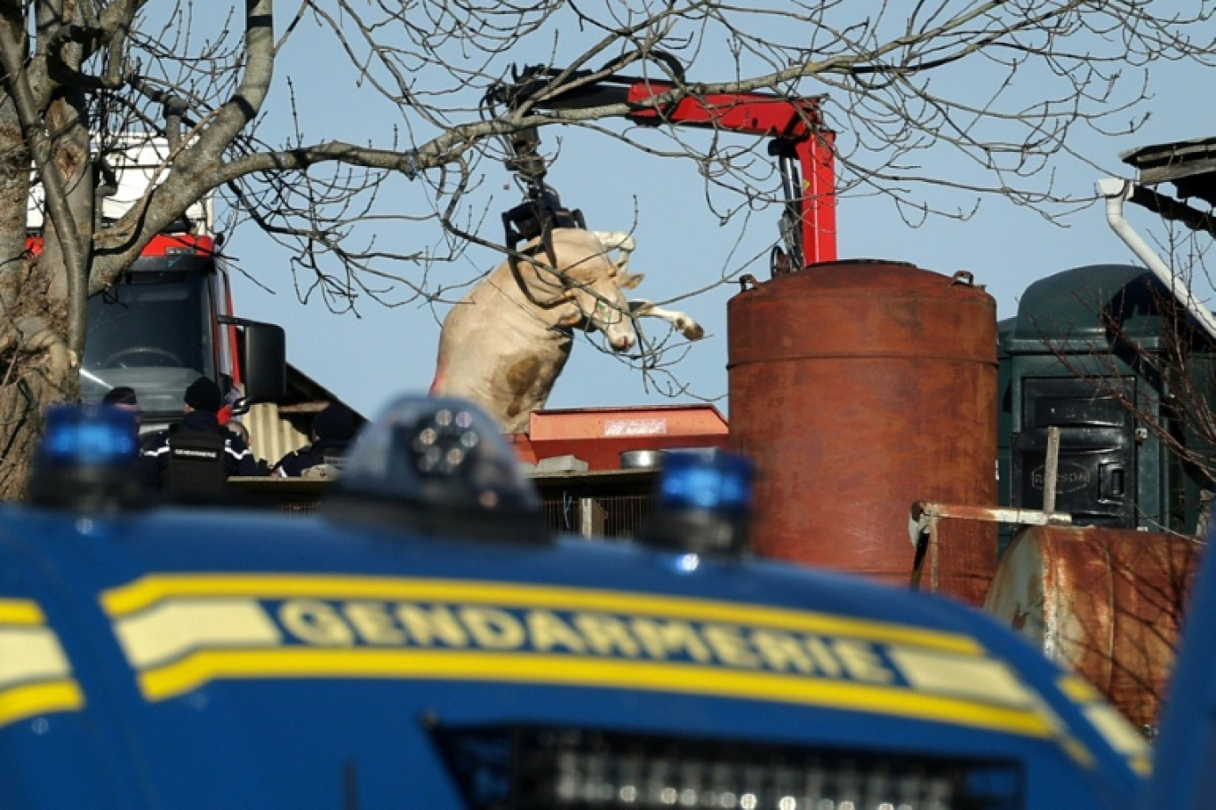 Des gendarmes assistent à l'enlèvement de la carcasse d'une vache dans une exploitation agricole touchée par la dermatose nodulaire contagieuse (DNC) aux Bordes-sur-Arize, le 12 décembre 2025 en Ariège © Valentine CHAPUIS