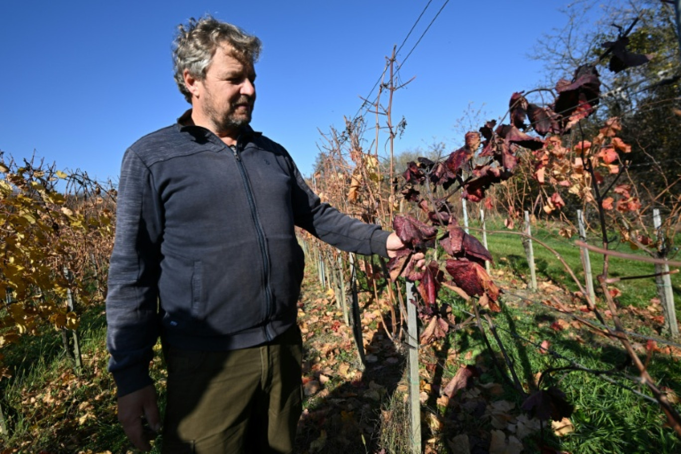 Le viticulteur hongrois Viktor Keszler montre sa vigne touchée par 
l'épidémie de flavescence dorée qui menace la quasi-totalité des vignobles du pays, le 6 novembre 2025 à Zalaszentgrot, à environ 200 km à l'ouest de Budapest © Attila KISBENEDEK