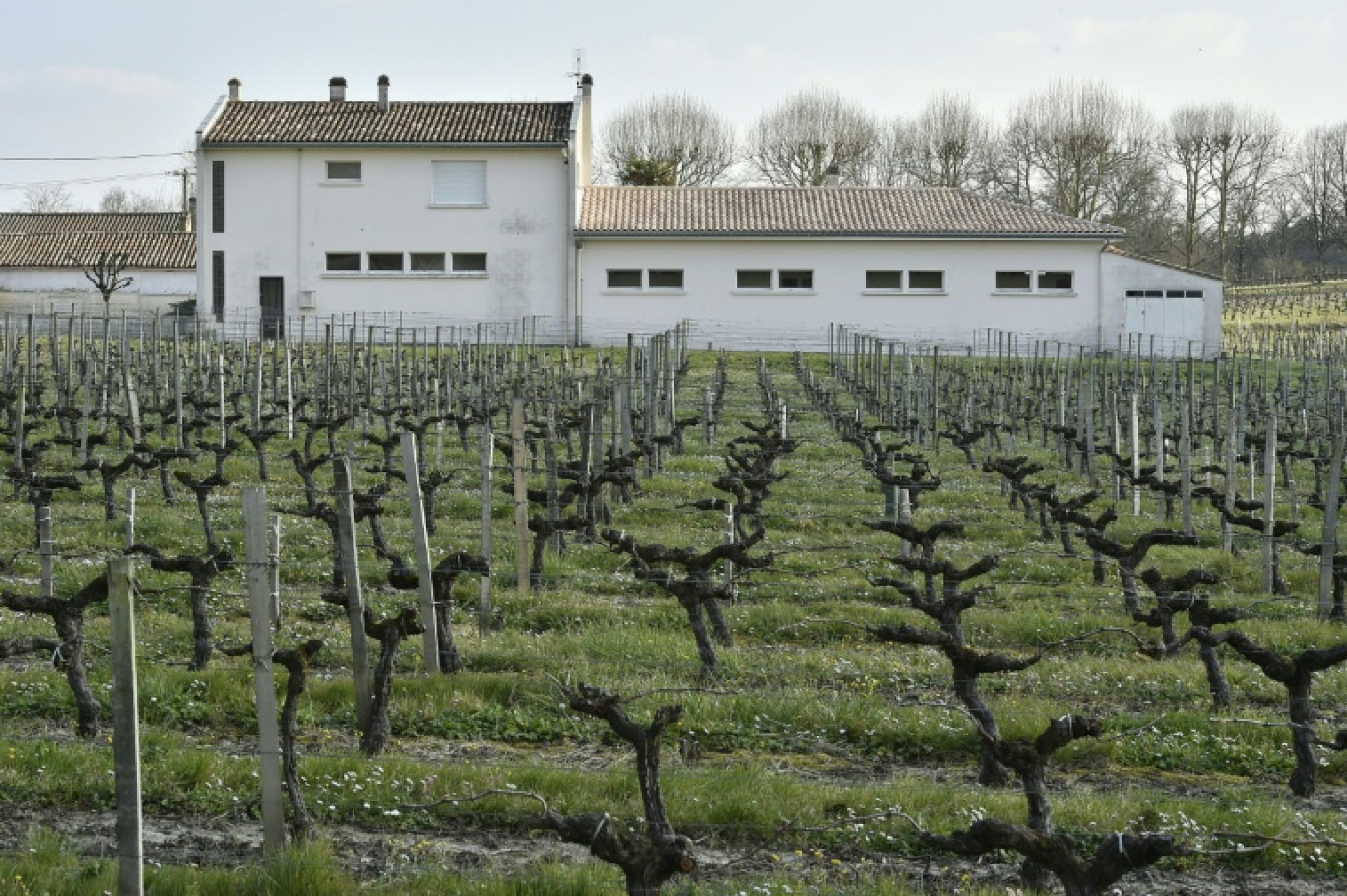 Une école élémentaire bâtie en bordure d'un vignoble, à Villeneuve (Gironde), le 23 mars 2016 © GEORGES GOBET