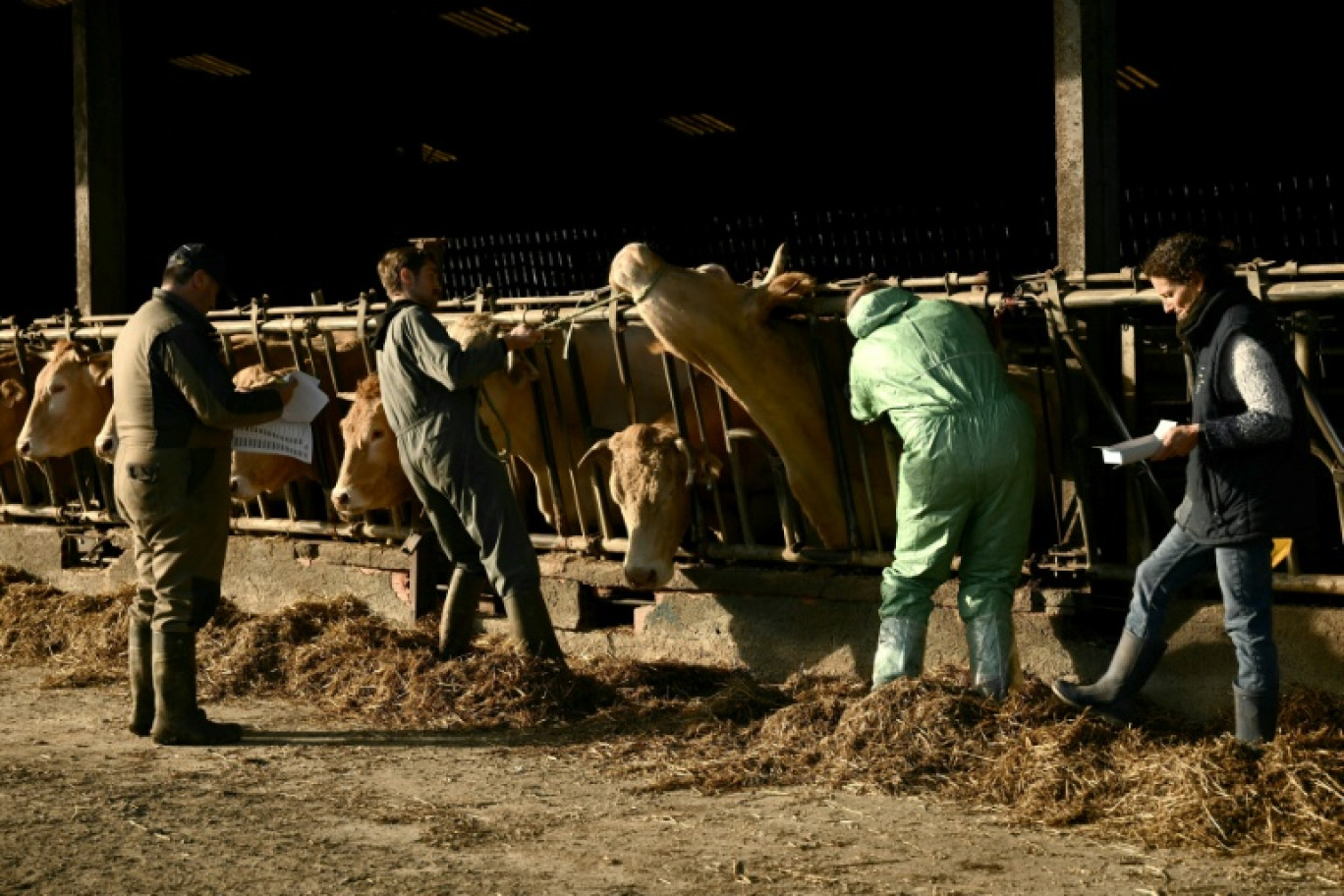 Des bovins sont vaccinés contre la dermatose nodulaire contagieuse le 17 décembre 2025 dans une ferme de Riupeyrous © Philippe LOPEZ