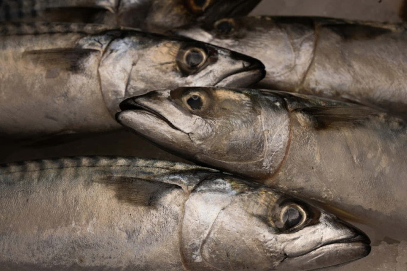 L'Union européenne a dénoncé un accord de pêche conclu entre le Royaume-Uni, la Norvège, les Iles Féroé et l'Islande, susceptible de causer des "dommages irréversibles à la population de maquereaux" en Atlantique Nord © JOEL SAGET