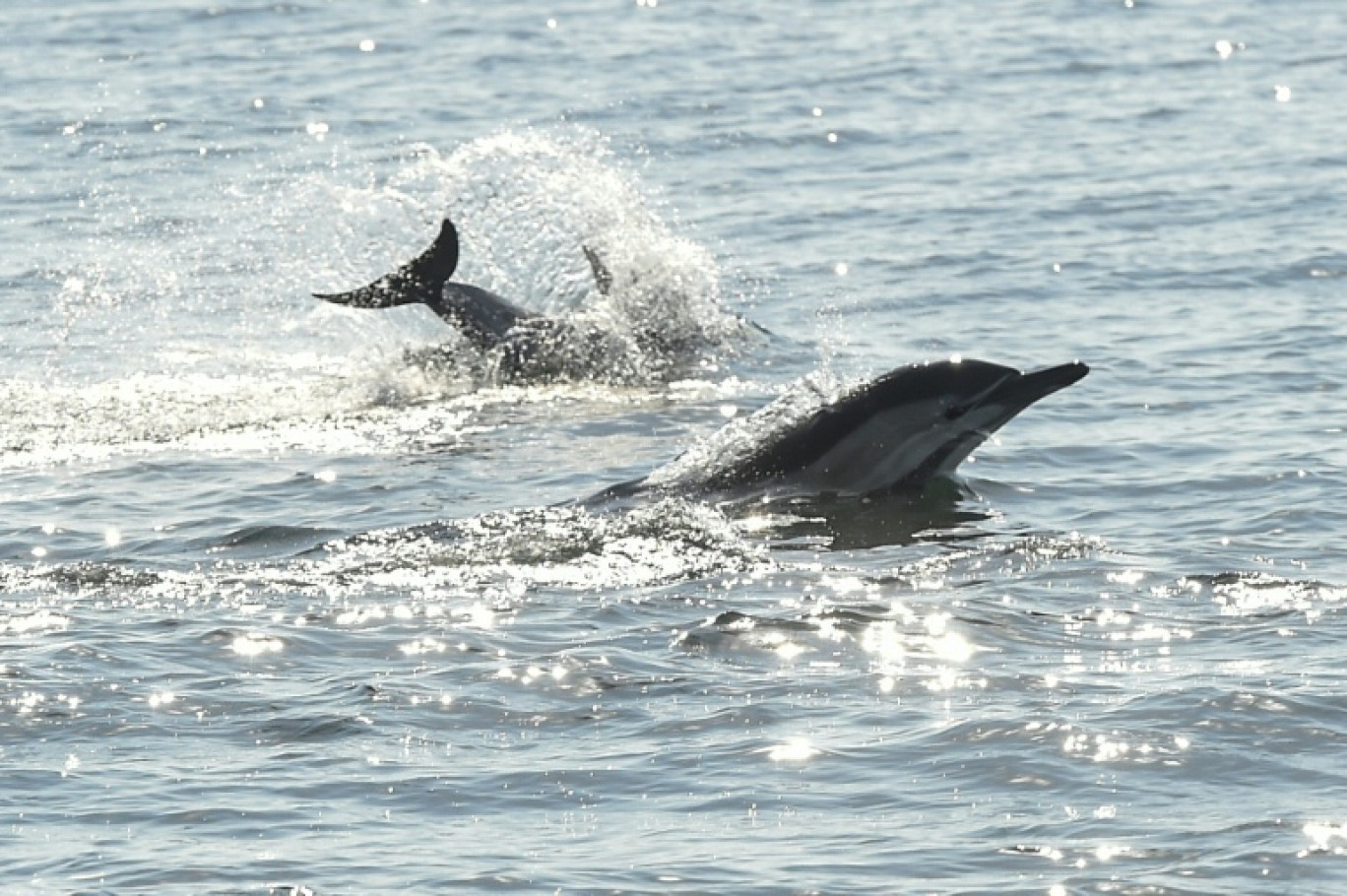 Des dauphins au large de La Turballe en Loire-Atlantique, le 28 septembre 2018 © SEBASTIEN SALOM GOMIS