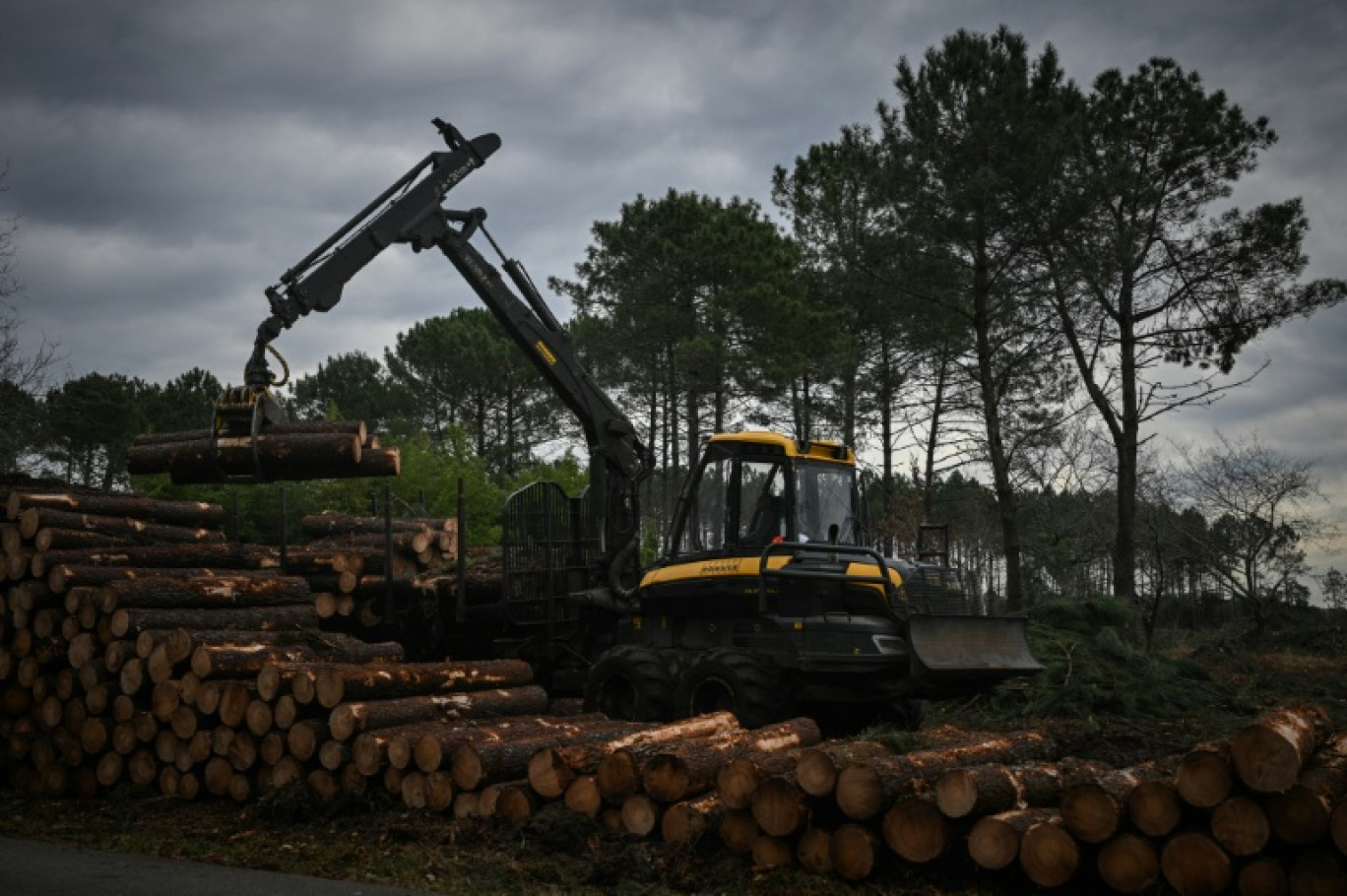 Un ouvrier utilise un engin de chantier pour empiler des troncs de pins coupés lors d'une opération contre le nématode du pin, près de Seignosse, le 13 janvier 2026 dans les Landes © Philippe LOPEZ