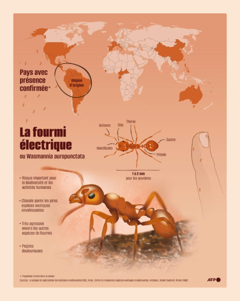 Repérée en France métropolitaine pour la première fois en 2022, la fourmi électrique, espèce exotique invasive, menace d'envahir de nouveaux espaces naturels, faute d'argent suffisant pour l'éradiquer des deux foyers déjà établis © Christophe ARCHAMBAULT