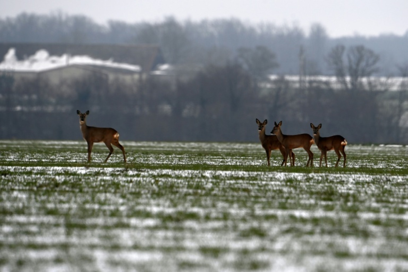 Deux cerfs à Chambord, dans le Loir-et-Cher, le 23 septembre 2024 © GUILLAUME SOUVANT