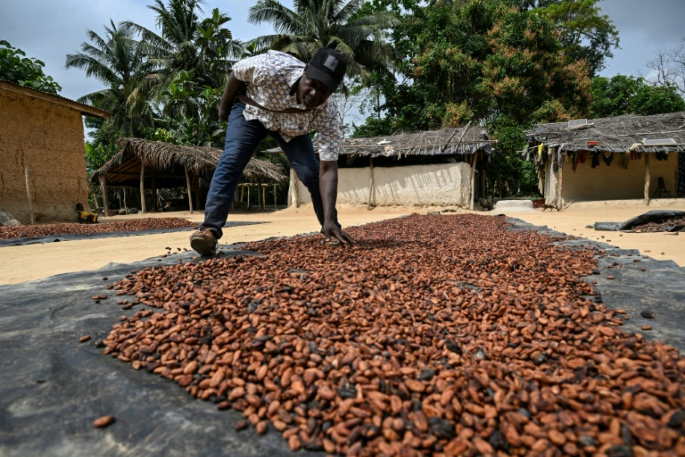 Un producteur de cacao fait sécher des fèves au soleil à Betykro, à 20 kilomètres de Guiglo, en Côte d'Ivoire le 16 janvier 2026 © Sia KAMBOU