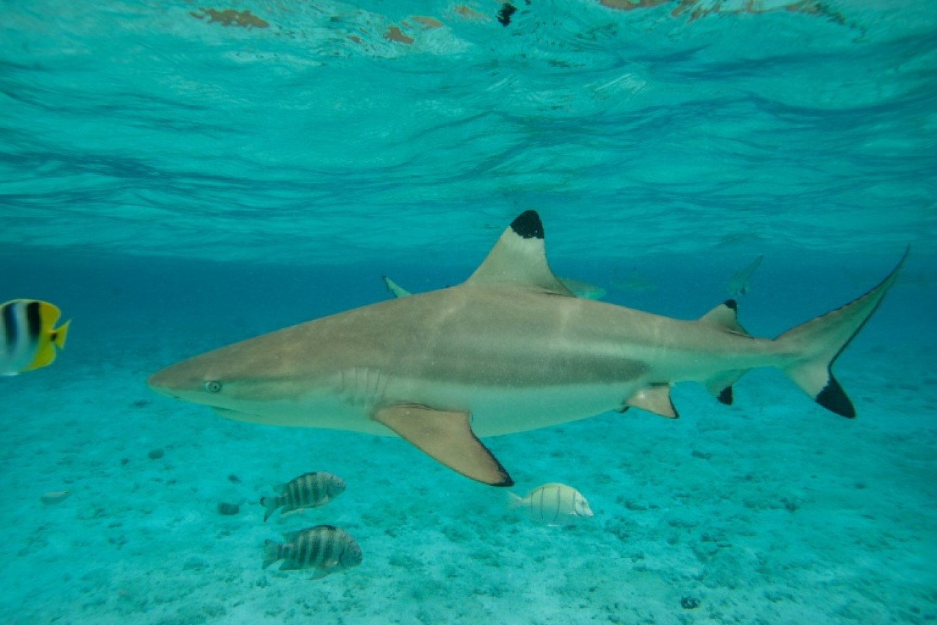 Un requin pointe noire au milieu de poissons du lagon de l'île polynésienne de Bora-Bora, le 3 décembre 2015 © Gregory Boissy