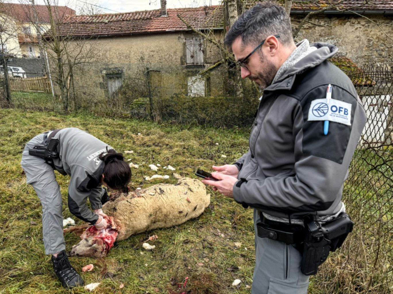 Des membres de l'Office français de la biodiversité (OFB) effectuent des prélèvements après une attaque imputée au loup dans un élevage de moutons à Chaumont-la-Ville, dans le nord-est de la France, le 23 janvier 2026 © Benjamin BOULY RAMES