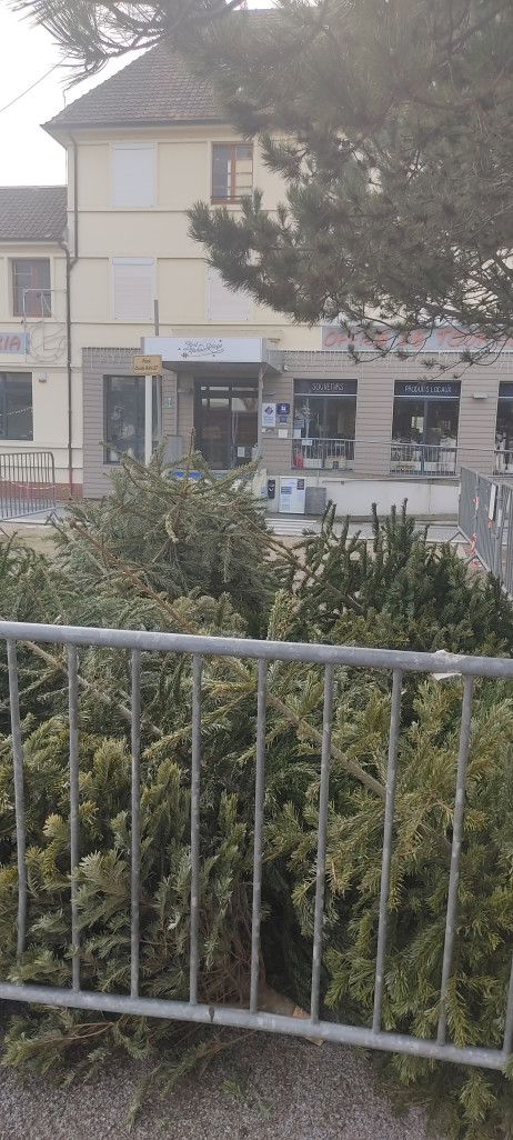 La collecte des sapins de Noël se poursuit tout janvier.